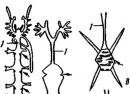 Класс Паукообразные - Arachnida Паук-крестовик Тип паукообразные